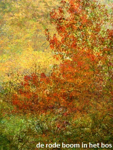anita snik-broeken, fotografie, de rode boom in het bos